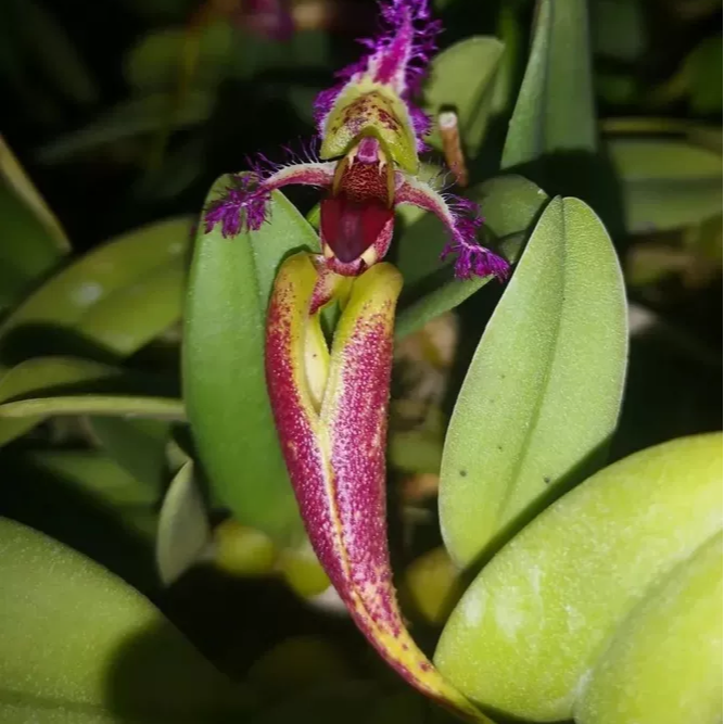 越南蜥蜴石豆兰Bulbophyllum fascinator8苗左右
