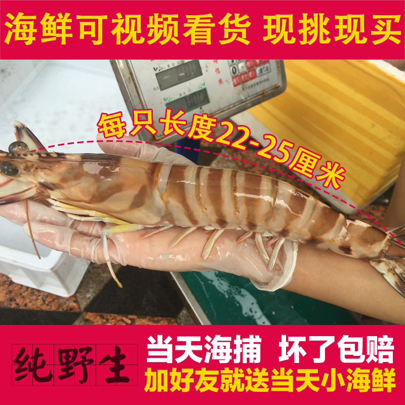 东山岛大虾鲜活超大野生水产海鲜活虾新鲜大龙虾斑节虾竹节虾