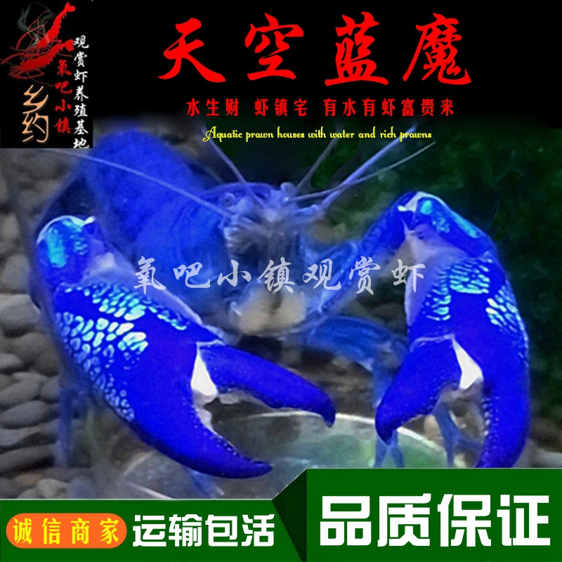天空蓝魔虾鳌虾观赏虾淡水小龙虾水族大型宠物虾人工纯血蓝色螯虾