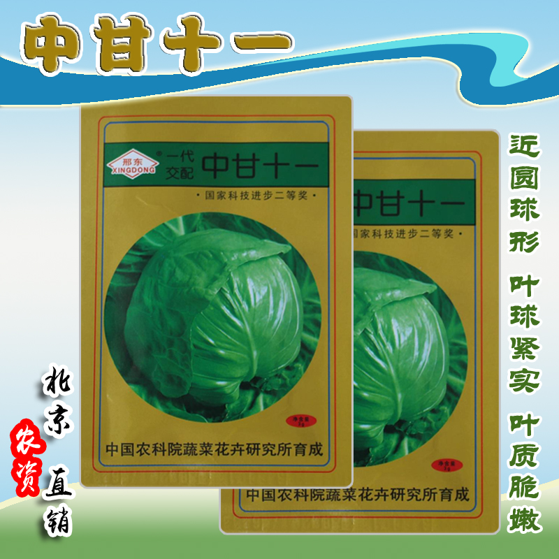 中甘十一绿甘蓝种子 早熟杂交结球卷心菜包心菜蔬菜籽 春冬季播种