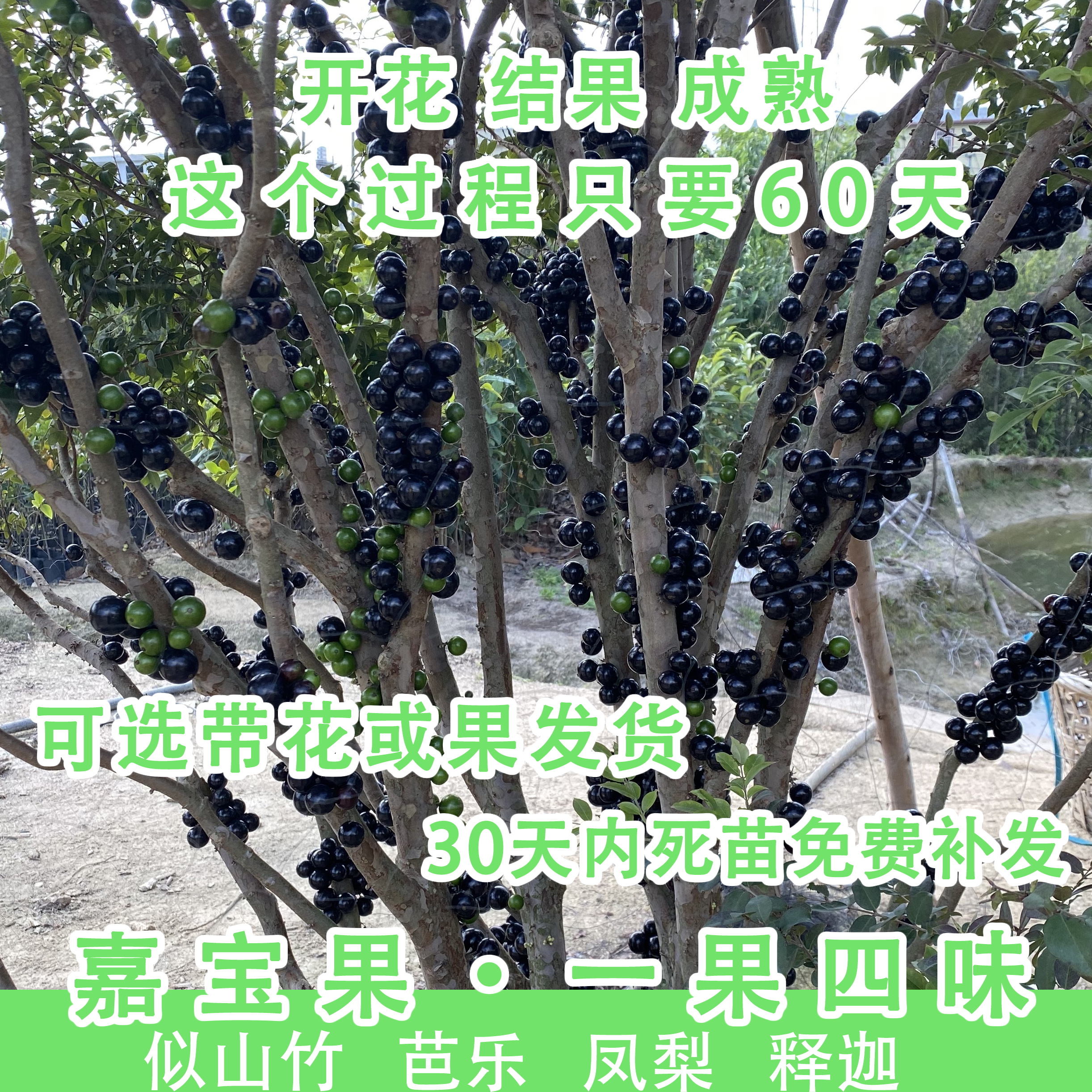嘉宝果苗树四季红妃艾斯卡沙巴台湾树葡萄苗果树带果盆栽当年结果