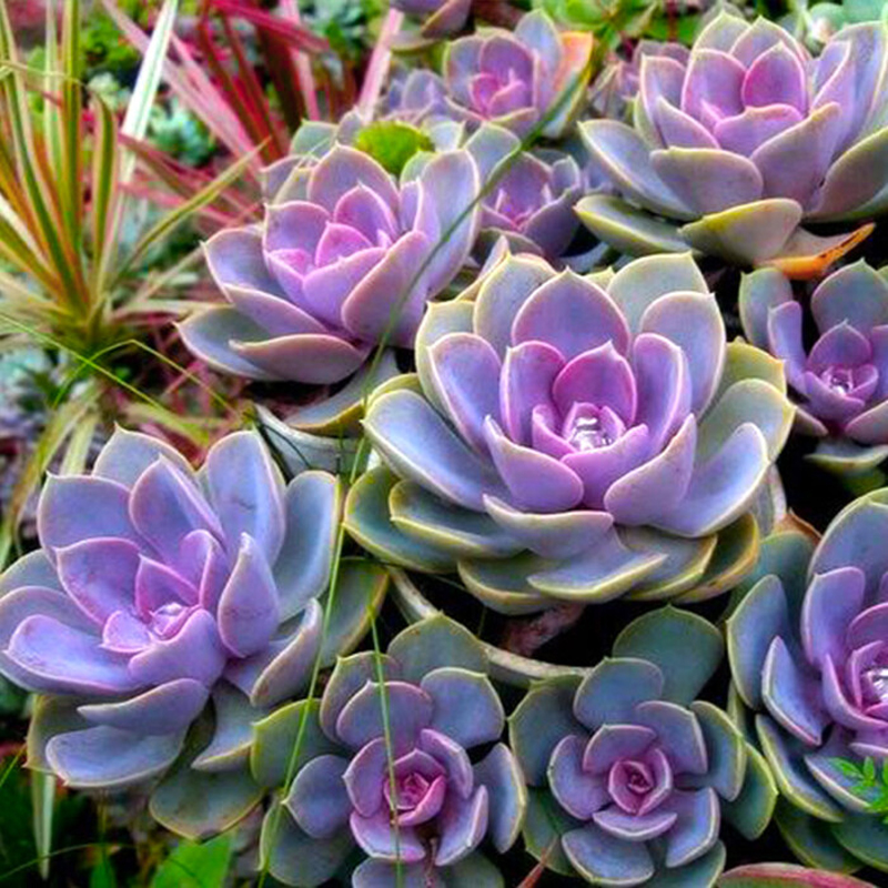 多肉植物紫珍珠 拼盘组合搭配精品丘比特之箭粉紫色靓丽盆栽