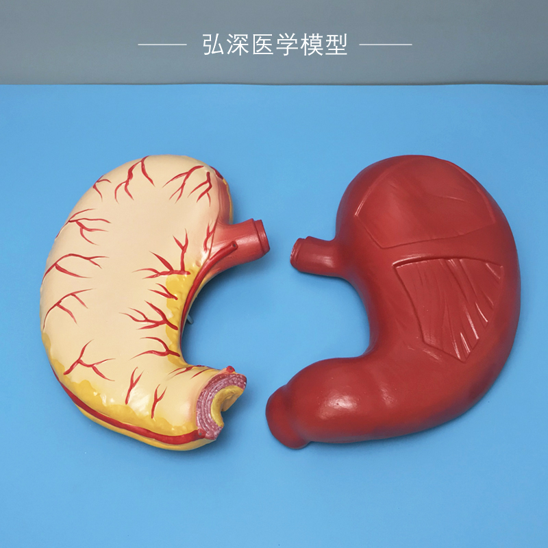 人体胃解剖模型2倍放大胃壁胃肠道消化系统中学生物医学教学道具