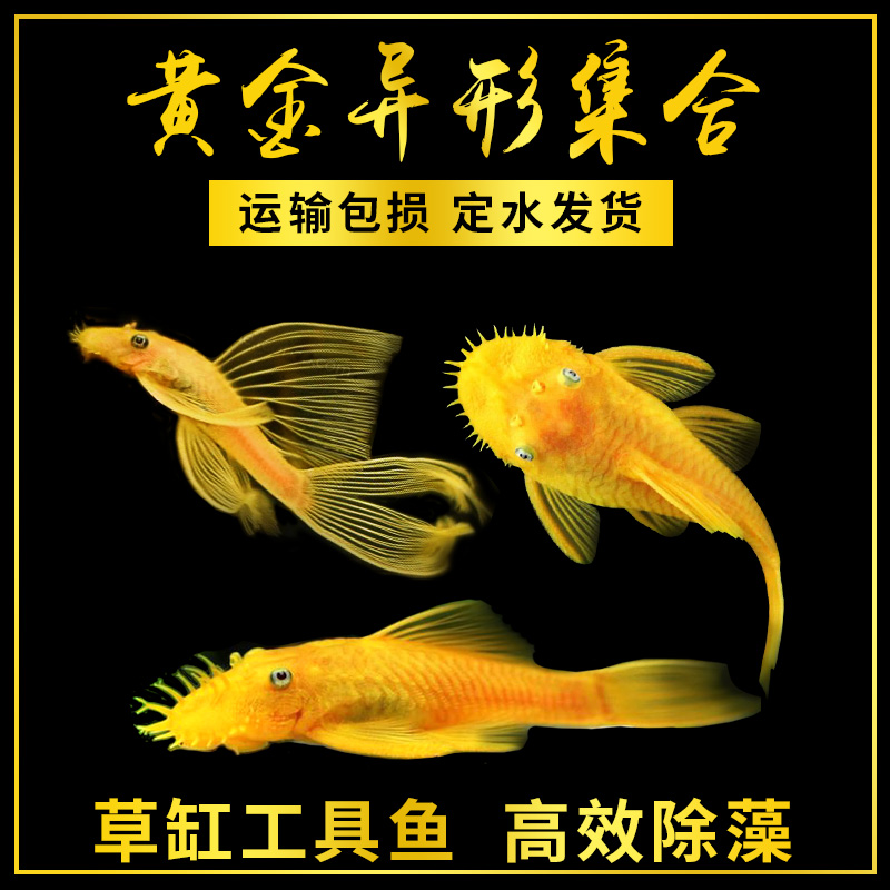 黄金蓝眼胡子女王大帆种鱼热带鱼异形除藻吃青苔工具清道夫淡水