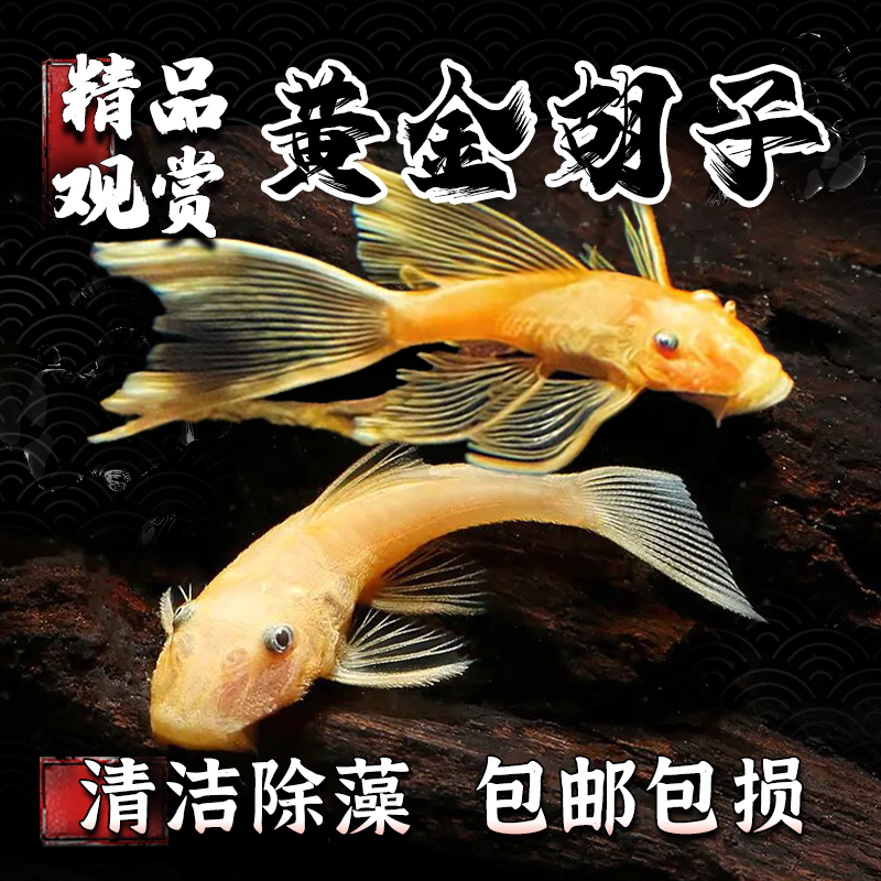 黄金大胡子异型清道夫蓝眼胡子草缸精品小型除藻工具热带鱼观赏鱼