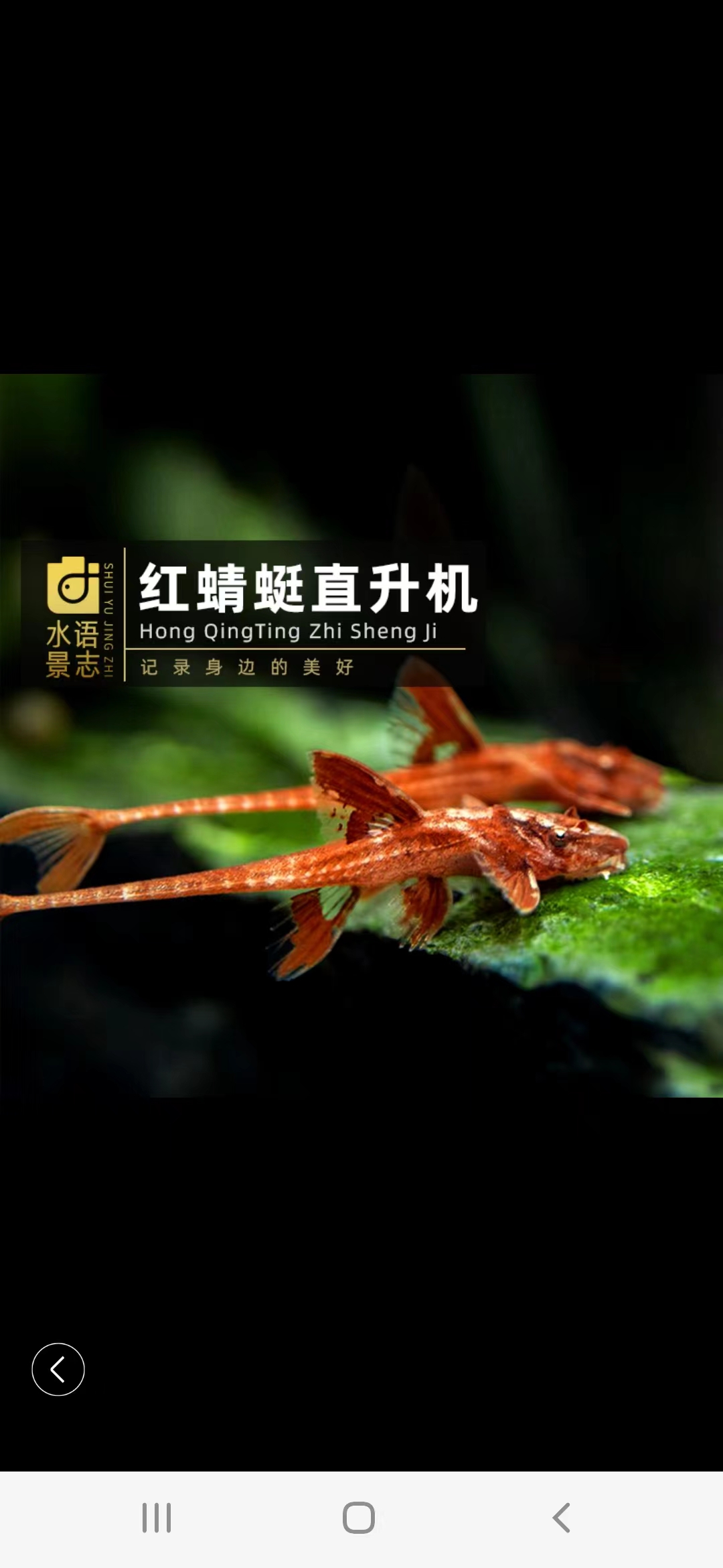 红蜻蜓直升机清道夫异型鱼除藻清缸