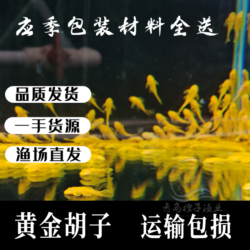 黄金胡子鱼大帆鱼热带观赏鱼小型清道夫擦缸除藻工具鱼淡水宠物鱼