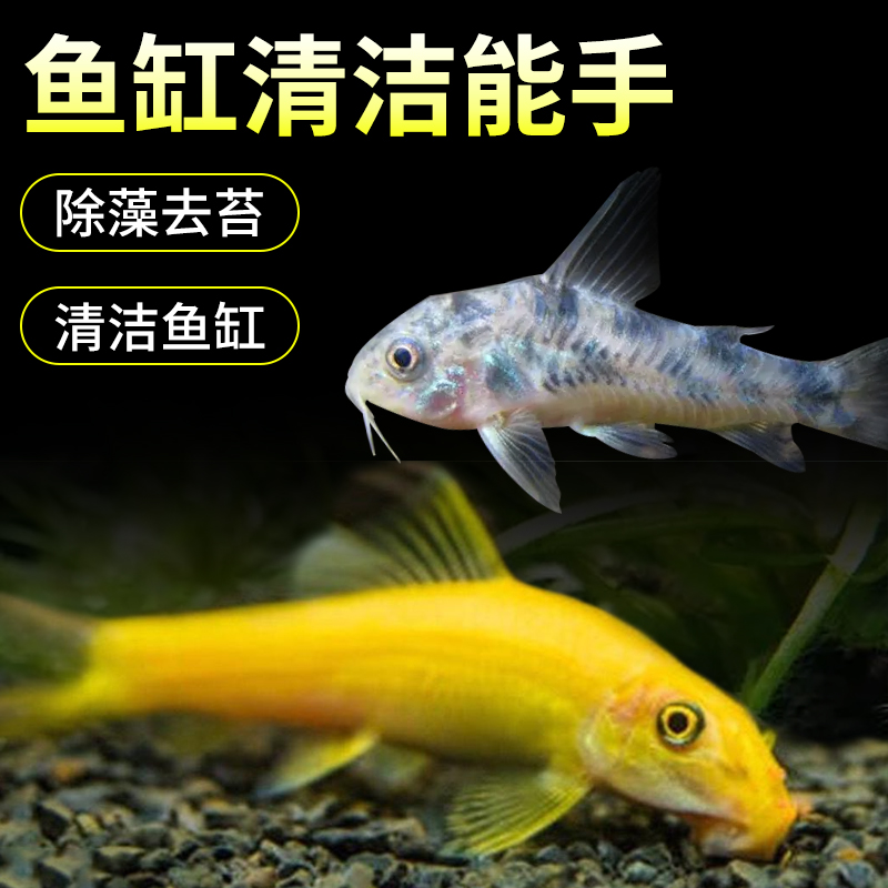 清道夫观赏鱼金苔鼠热带小型清洁鱼苗小鱼黄金胡子鱼清理鱼缸粪便