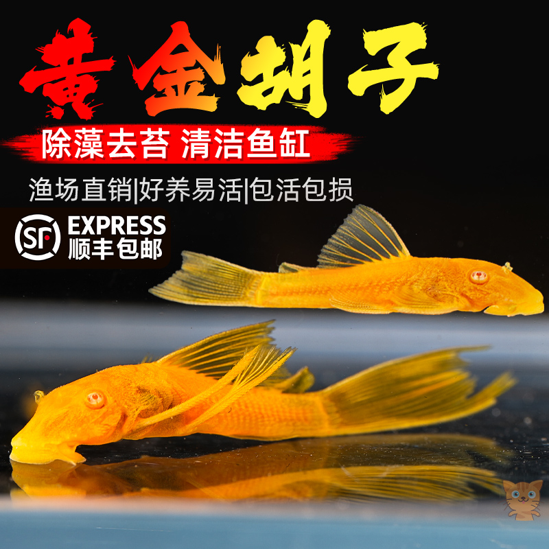 黄金胡子鱼大帆鱼除藻工具鱼活体观赏鱼鱼苗清道夫好养耐活清洁鱼