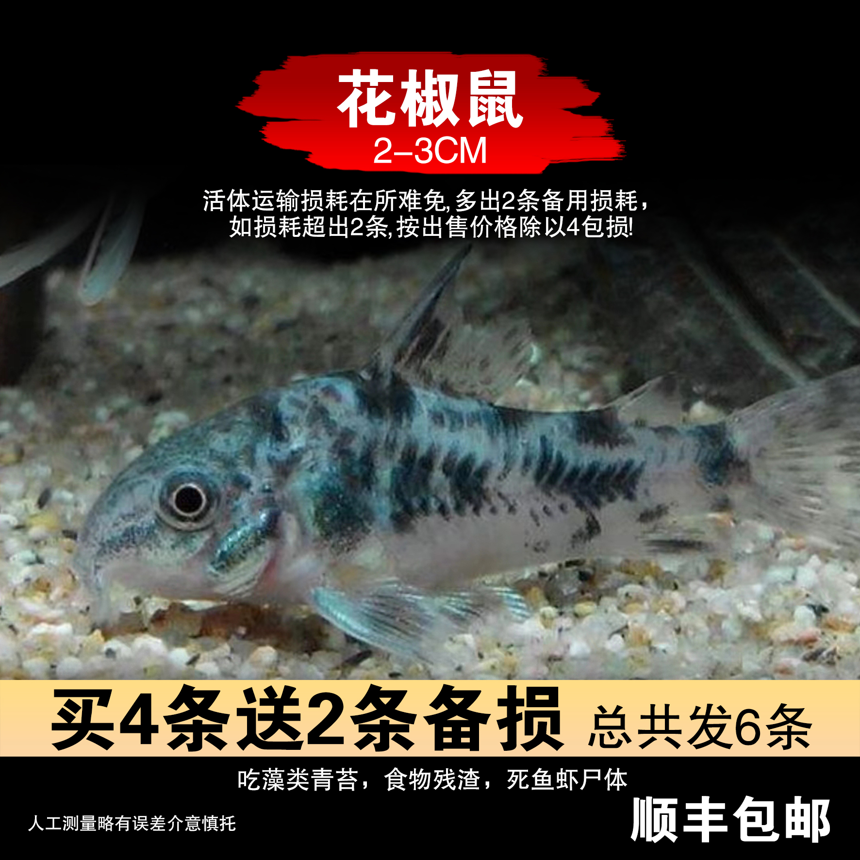清苔鼠金苔鼠鱼热带观赏鱼清道夫鼠鱼鱼缸除藻鱼清洁鱼活体工具鱼
