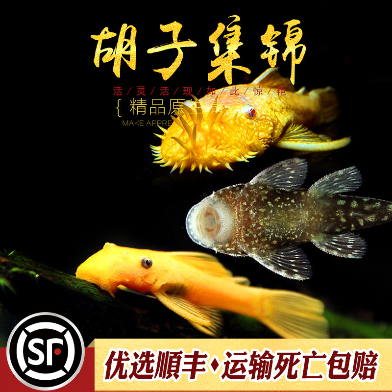 胡子鱼集锦热带观赏鱼小型清道夫 24K红眼蓝眼异型鱼除藻青苔活体