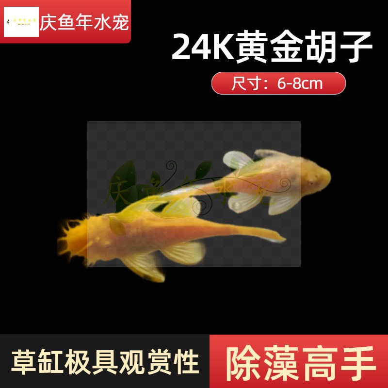 热带观赏工具鱼淡水活体异型鱼台系24K黄金红眼大胡子草缸鱼公母
