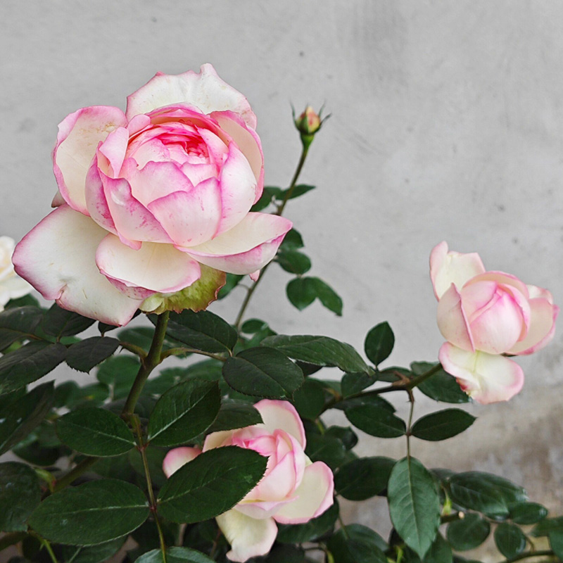 乐天派月季花大苗盆栽四季特大花浅粉色玫瑰抗病强阳台花园绿植物