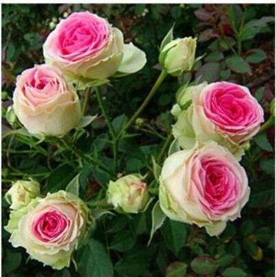 切花欧月浅粉色多头 灌木勤花月季花苗 庭院盆栽植物玫瑰客厅装饰