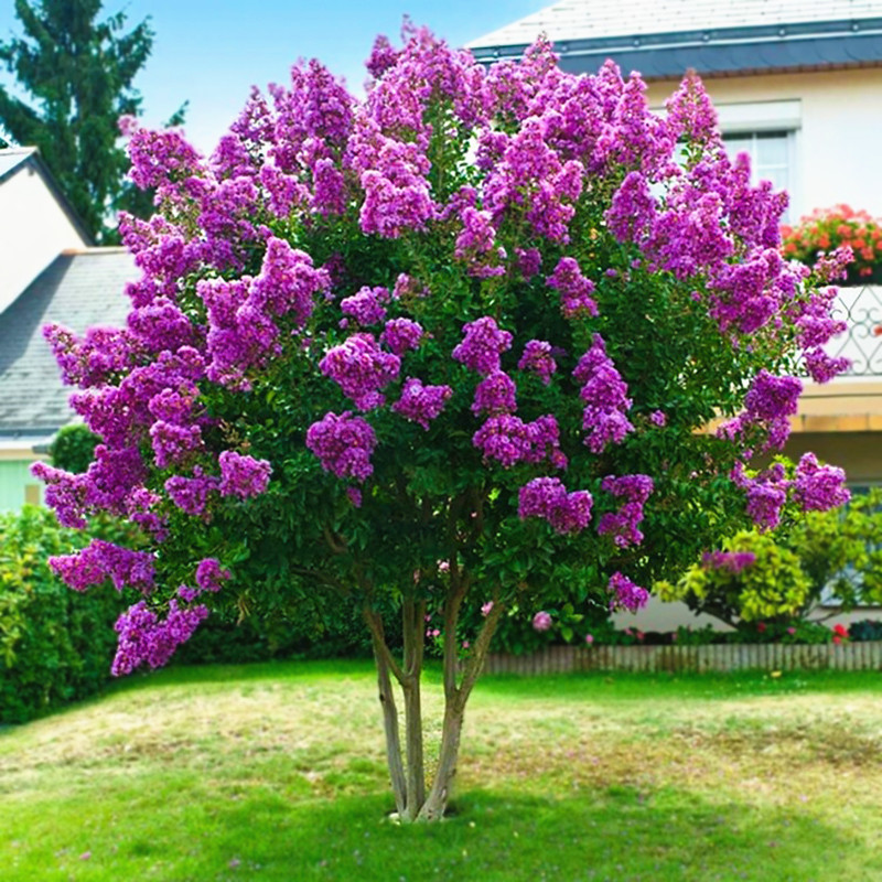 欧洲丁香花树苗盆栽室内外庭院风景树花卉植物四季开花耐寒重瓣紫