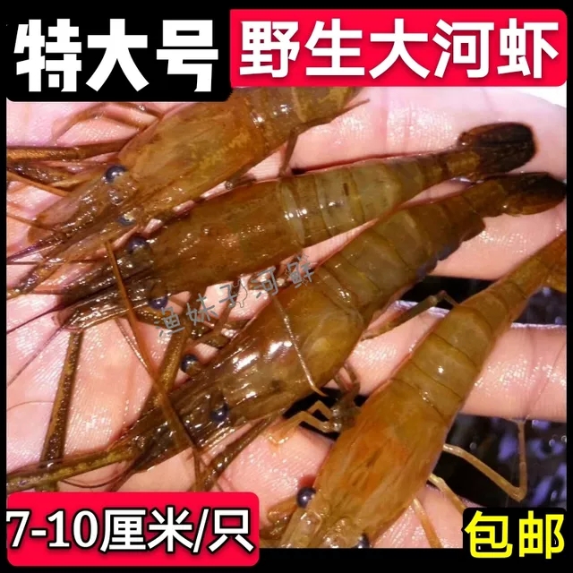 特大纯野生河虾单只7厘米以上6~10淡水虾非海虾500/份两斤包邮