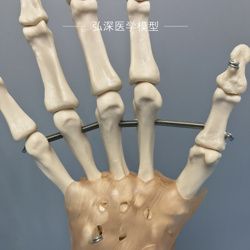 推荐人体手骨模型手腕关节手部解剖手掌骨骼结构韧带活动医学教学