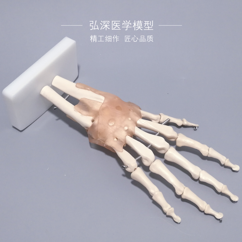 手骨模型手腕关节手部解剖手掌骨骼附韧带可活动结构指骨桡骨模具