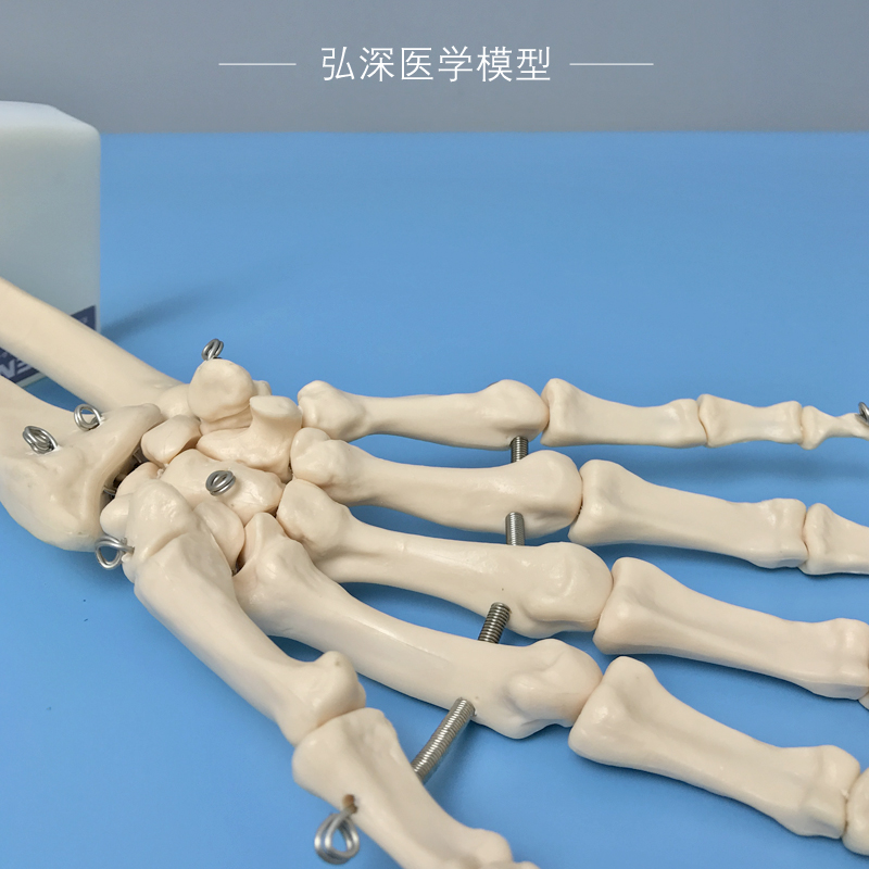 速发人体手骨模型手腕关节手部解剖手掌骨骼结构韧带活动医学教学