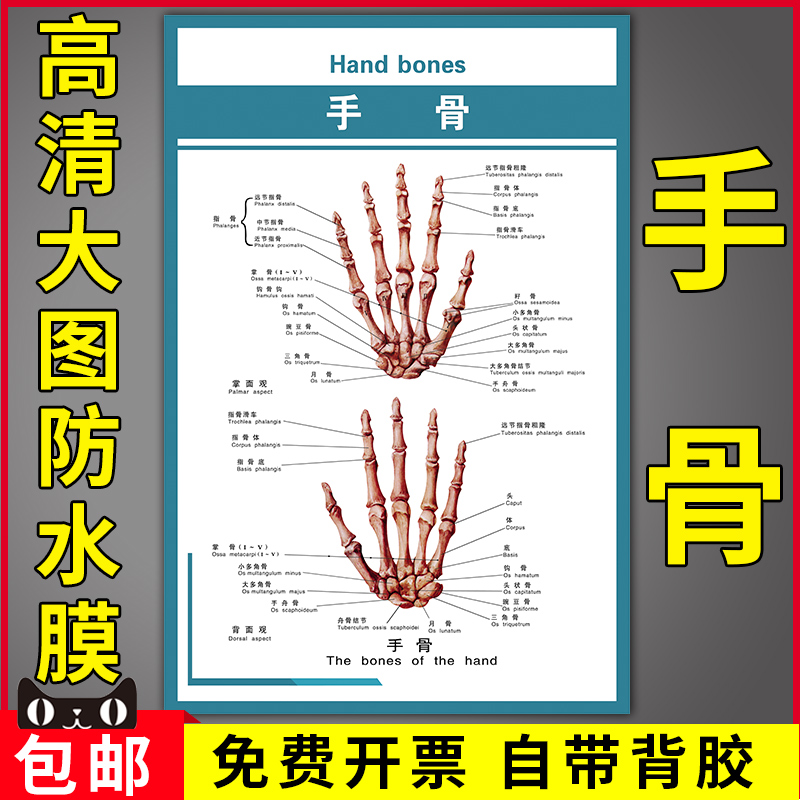 人体手部骨骼结构解剖示意图医院科室布置装饰宣传海报手骨挂图贴