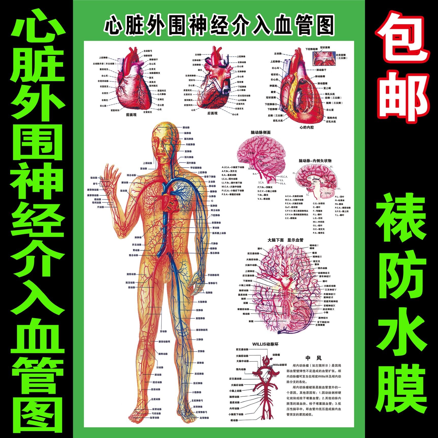 人体足手部全身骨骼肌肉结构解剖医院骨科知识海报