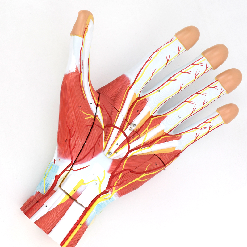 ENOVO颐诺人体手掌解剖神经血管模型手关节手足外科手部微创教学运动手腕关节肌肉解剖结构神经血管教具教学
