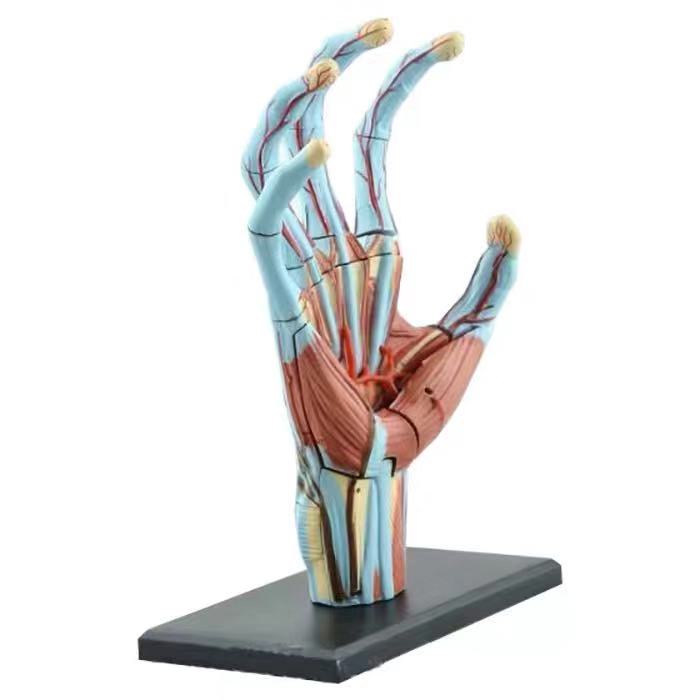 4Dmaster拼装手模型益智人体器官解剖手结构DIY科普教学模型手部