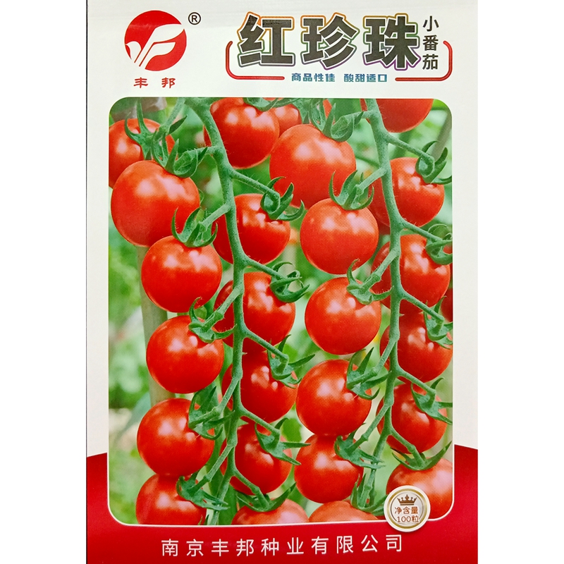 丰邦红珍珠红圣女果种子早熟圆形樱桃大红色果小番茄小西红柿种籽