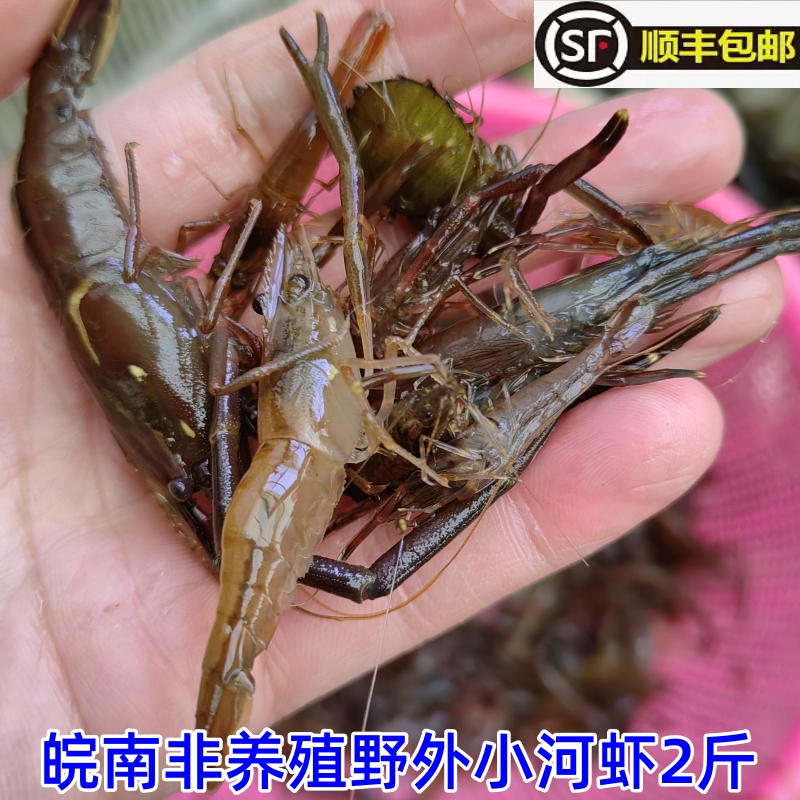 硬壳虾 野生