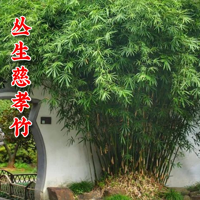 丛生竹子图片