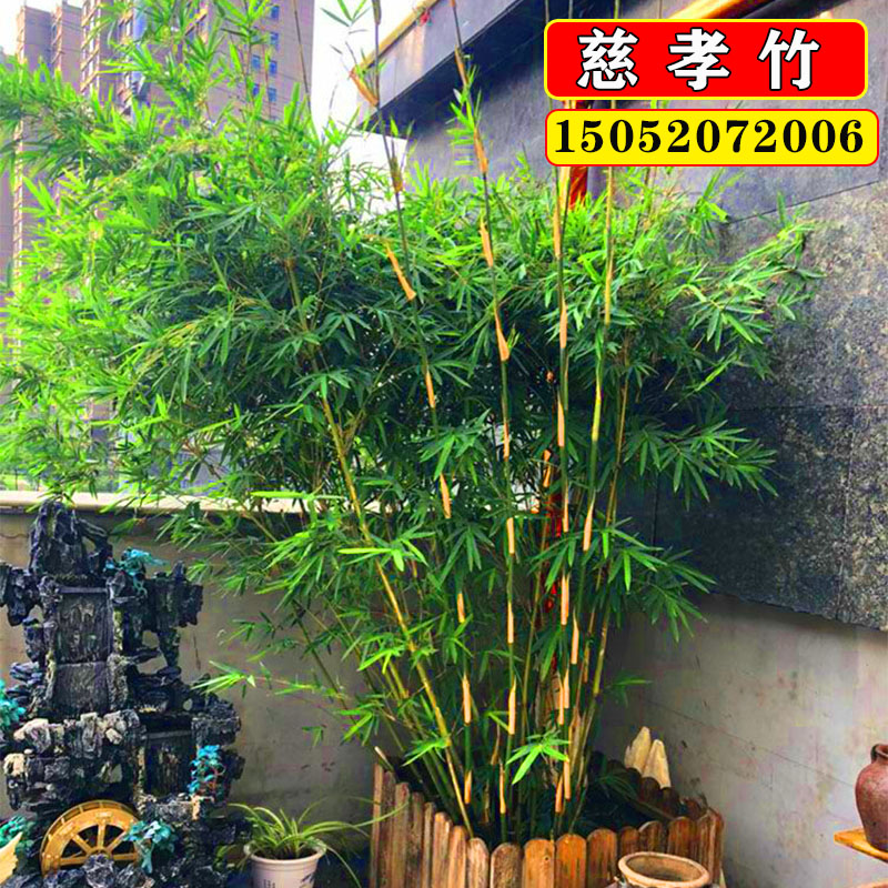丛生竹子图片