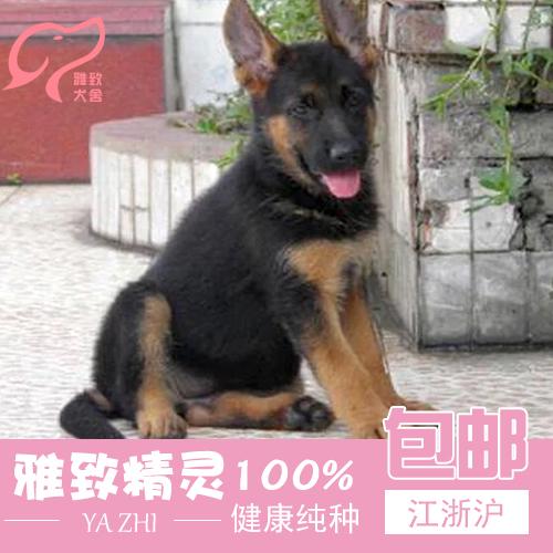 出售纯种牧羊犬 血统 德国 警犬黑色德牧活体 大型犬犬舍马尔济斯