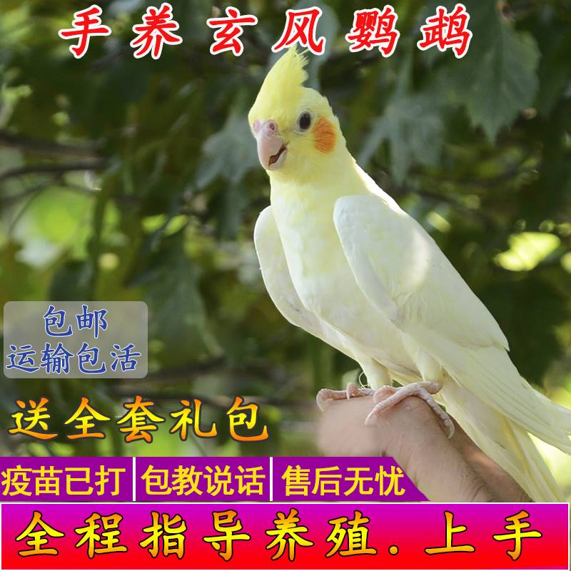 鹦鹉灰幼鸟一对会说话小鸟原始黄化白子黄化唱歌公母黄化珍珠玄凤