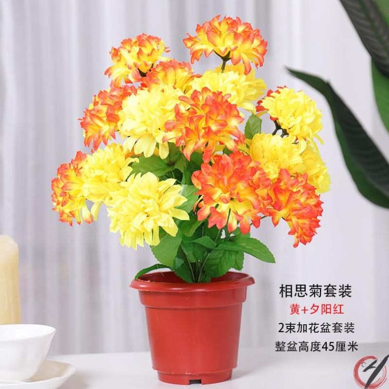 龙爪菊的花