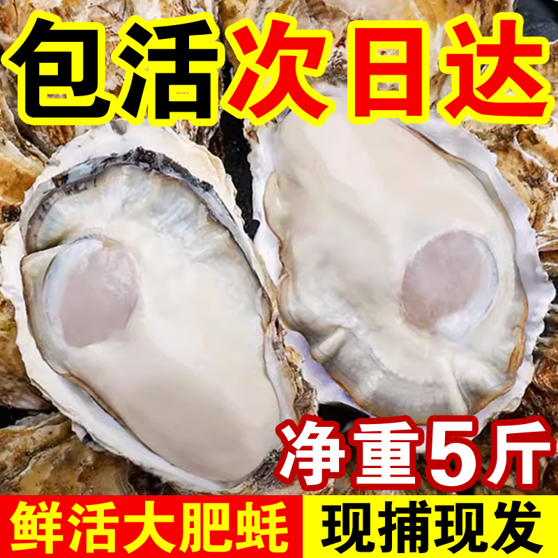 包活鲜活乳山生蚝新鲜牡蛎特大超大肉海蛎子5斤刺身即食贝类海鲜