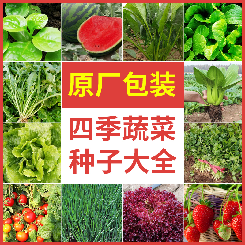 四季草莓香菜青菜番茄菠菜籽儿阳台葱种各种蔬菜子种籽大全生菜孑