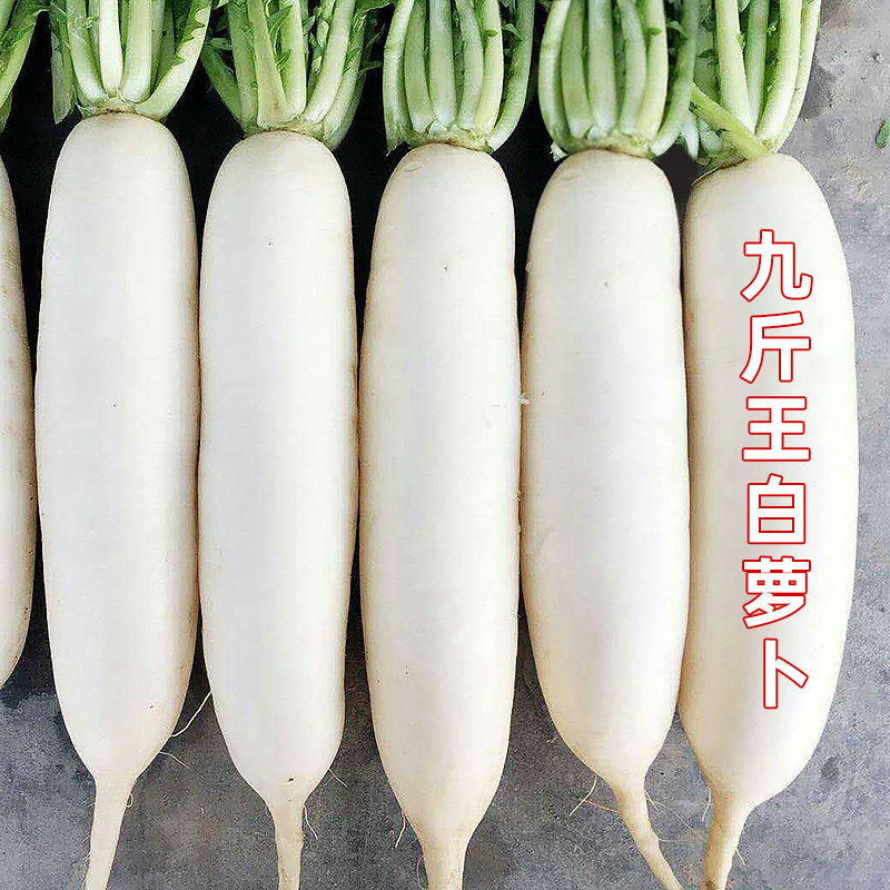 九斤王特大萝卜种子种籽大全白皮水果萝卜秋季蔬菜孑子籽种四季