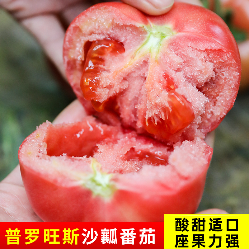 普罗旺斯毛粉西红柿种籽四季大全种孑大红番茄苗秧盆栽蔬菜种子
