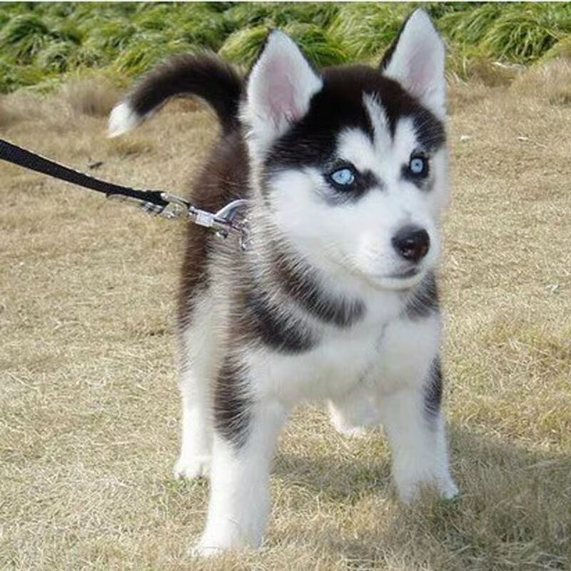 哈士奇幼犬宠物活体二哈幼犬混血哈士奇阿拉斯加犬西伯利亚雪橇犬