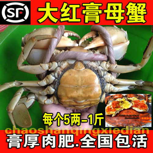 （野生红膏蟹）鲜活大青蟹海蟹母蟹红鲟肉蟹活蟹（满2斤包邮）