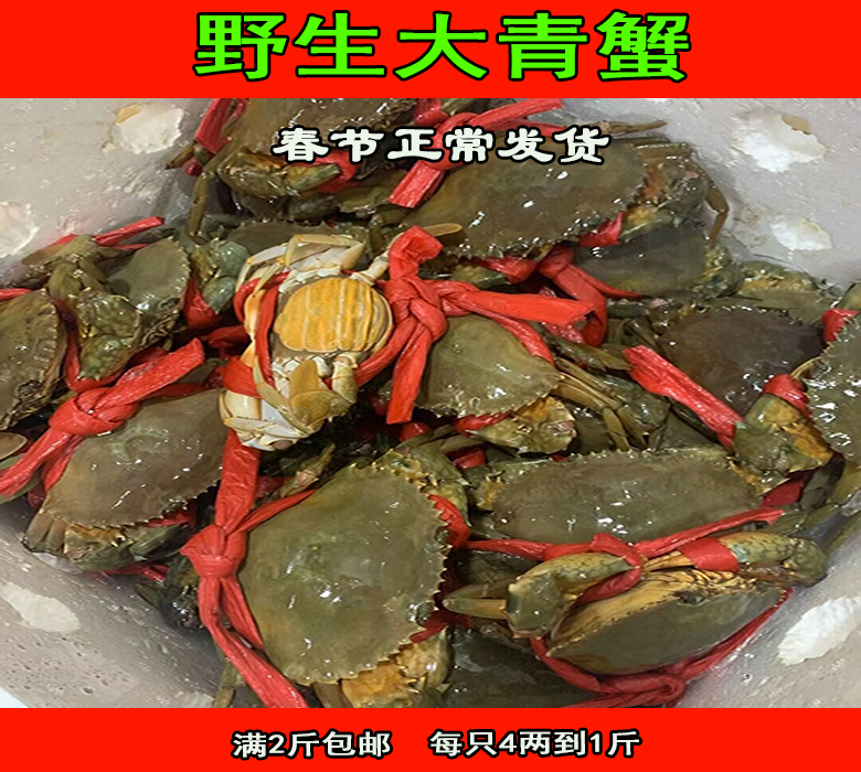 （鲜活大青蟹）鲜活膏蟹母蟹活蟹红蟳肉蟹野生海蟹（满2斤包邮）