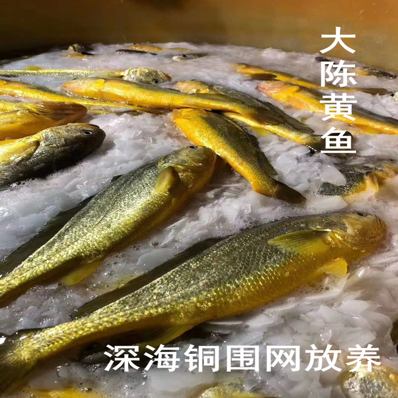 台州海鲜大陈岛黄鱼生态半野生黄花鱼鲜活海鲜水产酒店食材2条装