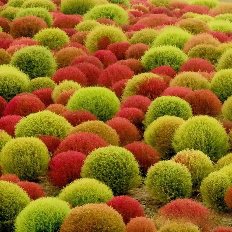 新疆包邮红地肤绿地肤花种扫帚草花籽子庭院植物观叶花卉花种籽子