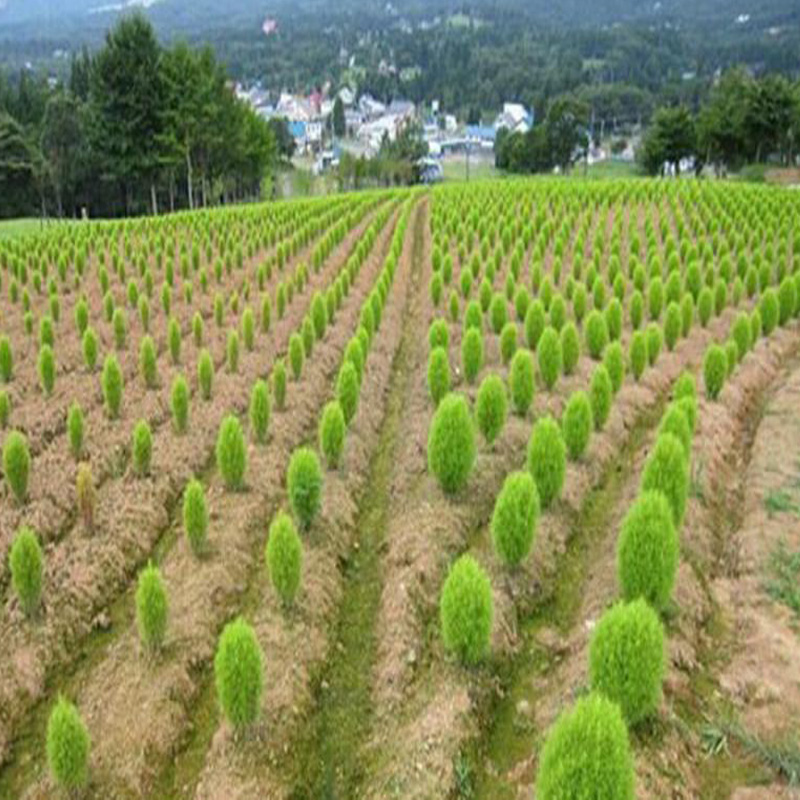 可种植红地肤绿地肤带根苗子扫帚菜可食用景观绿植幼苗易活可盆栽