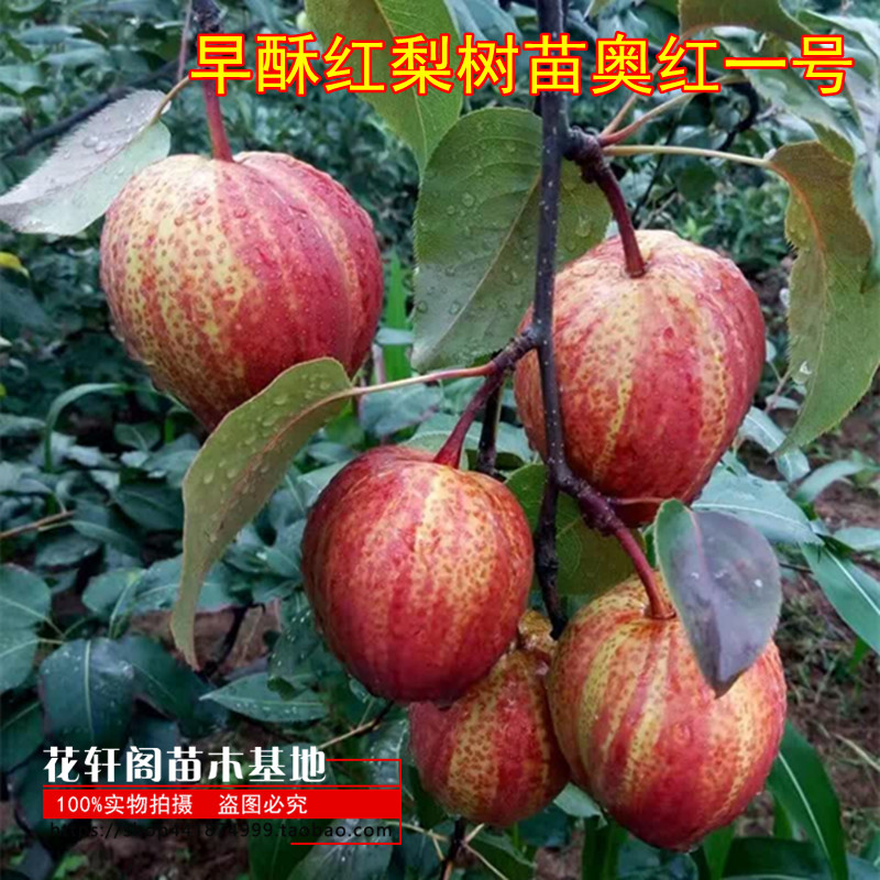 早酥红梨树苗奥红一号红啤梨鸭梨果树苗四季阳台盆栽地栽种植水果