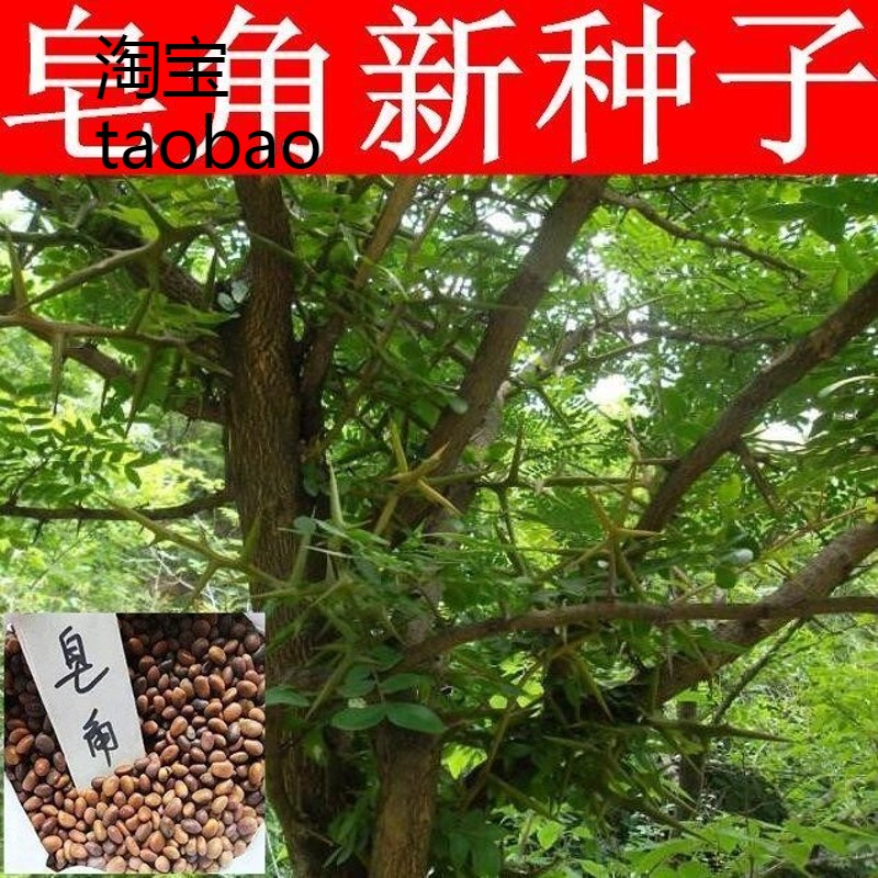 正宗大皂角种子 小中皂角树种子巨刺皂角树种子 皂角米种子包邮