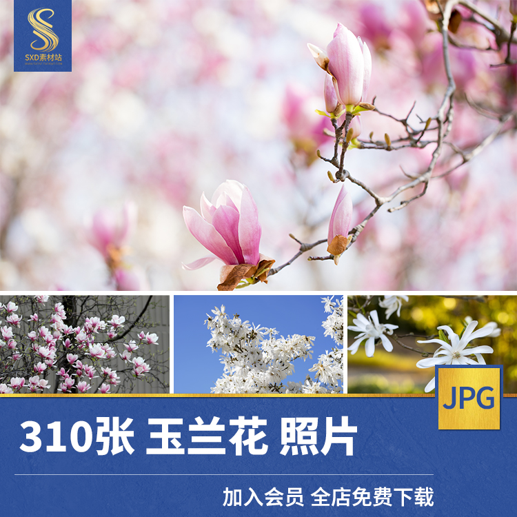 高清JPG素材玉兰花图片粉红白色树花瓣苞唯美花卉植物摄影特写照
