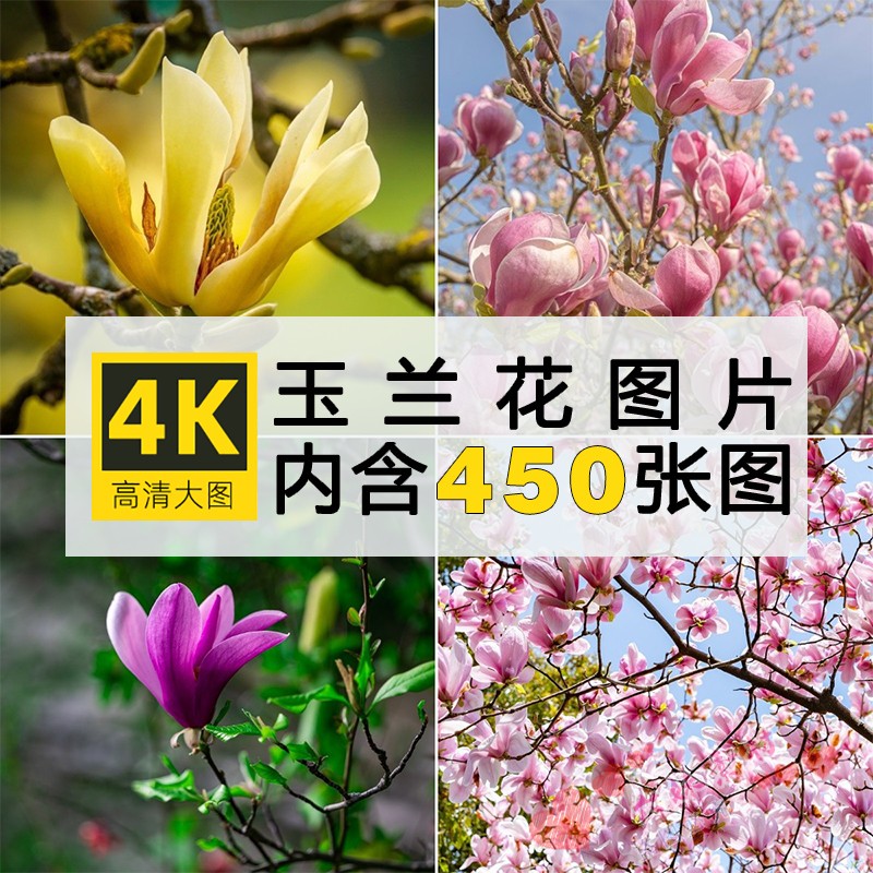 4K高清玉兰花图片红白色树花朵唯美花卉植物摄影特写照片壁纸素材