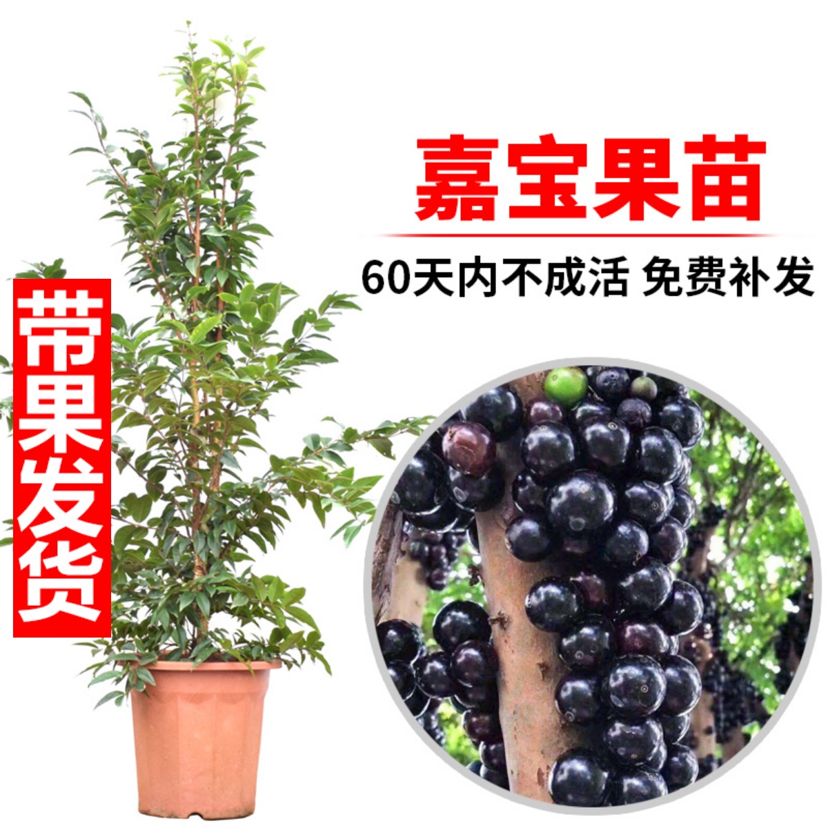 嘉宝果苗树苗台湾红妃四季早生艾斯卡嘉宝果树葡萄苗盆栽当年结果