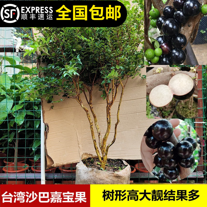 嘉宝果苗台湾沙巴嘉宝树葡萄树4年半苗南北方种植13年淘宝老店